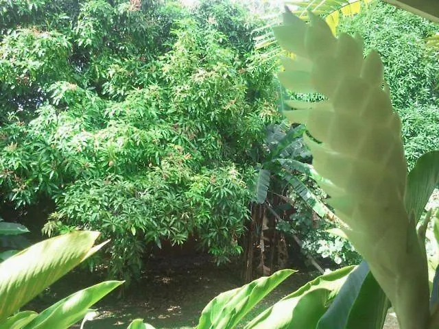 Guest house Golden Thistle Hotel Crown Point